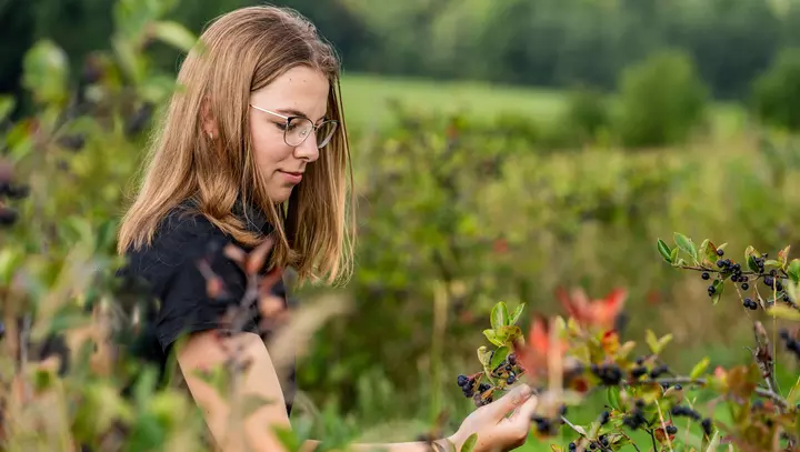 Eine junge Frau schaut sich die Aroniafrucht auf dem Feld an