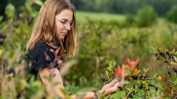 Eine junge Frau schaut sich die Aroniafrucht auf dem Feld an