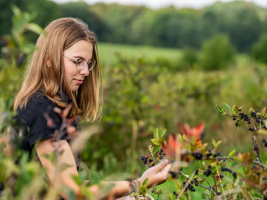 Eine junge Frau schaut sich die Aroniafrucht auf dem Feld an