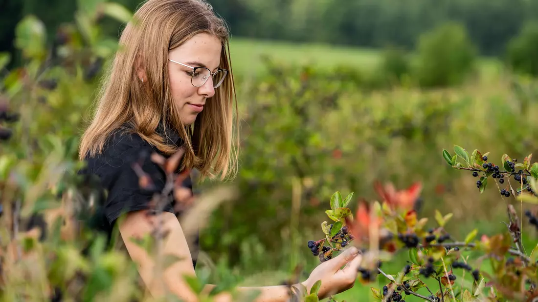Eine junge Frau schaut sich die Aroniafrucht auf dem Feld an