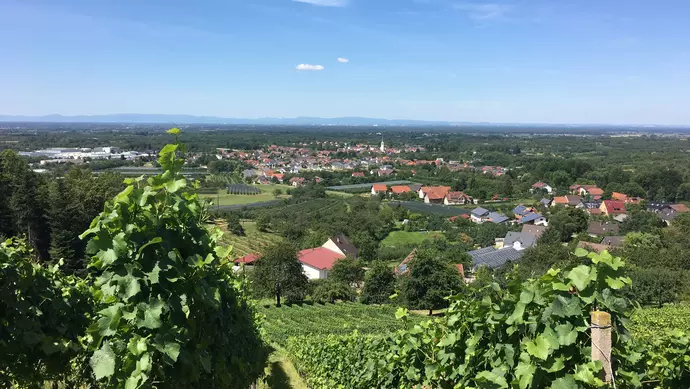 Blick auf das Dorf Renchen-Ulm hinter Weinbergen