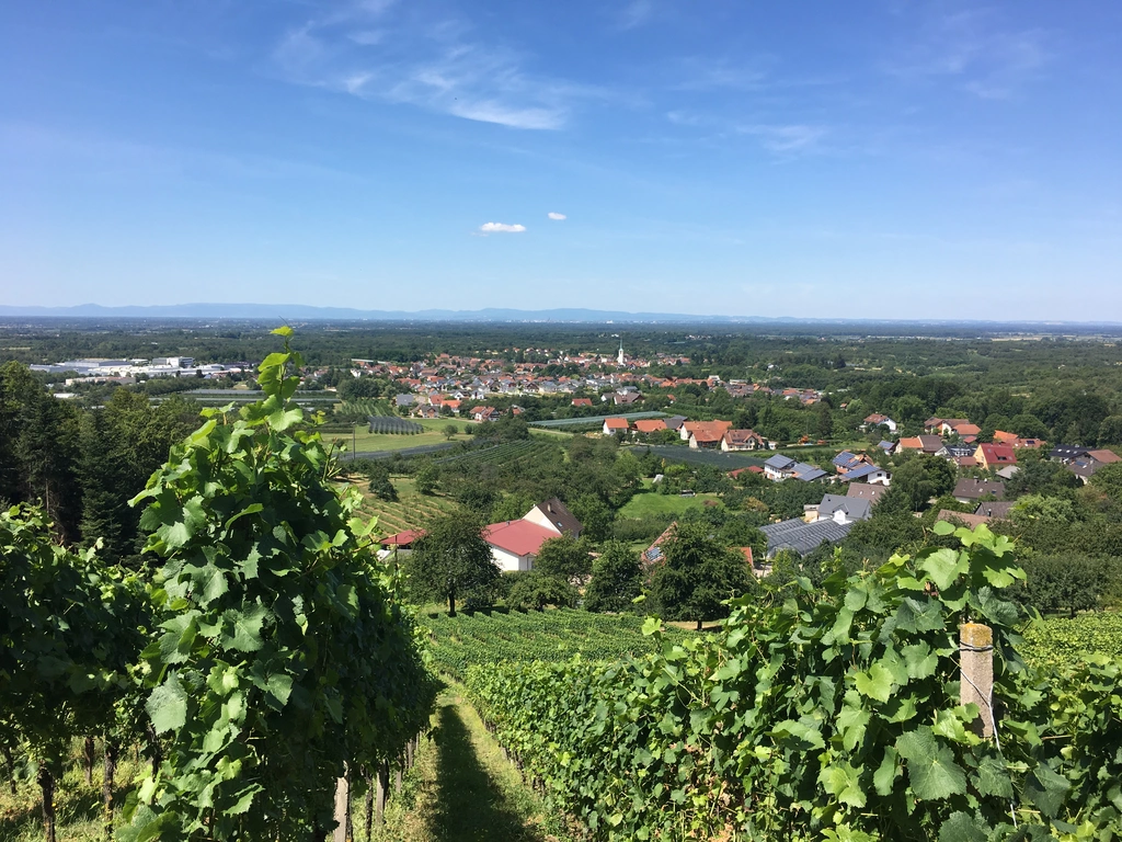 Blick auf das Dorf Renchen-Ulm hinter Weinbergen