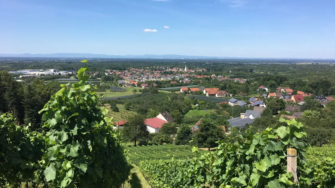 Blick auf das Dorf Renchen-Ulm hinter Weinbergen
