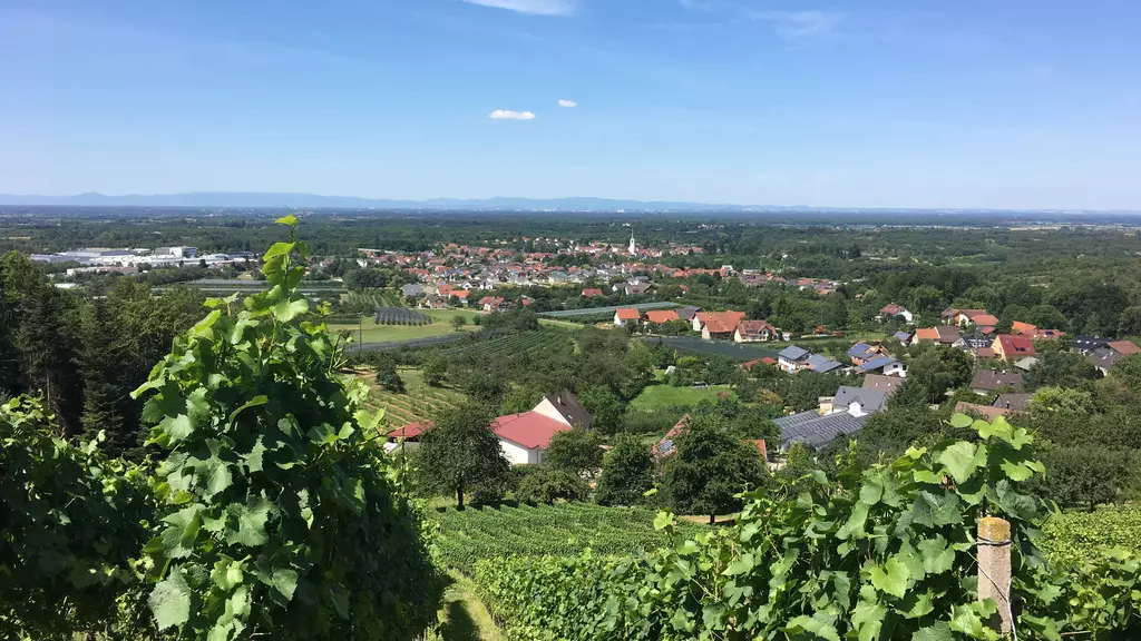 Blick auf das Dorf Renchen-Ulm hinter Weinbergen